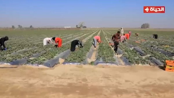  استصلاح الصحراء