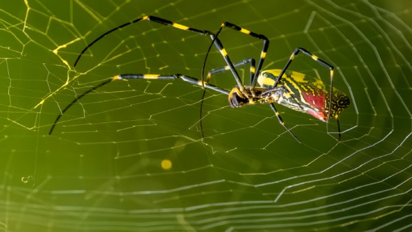 عناكب طائرة