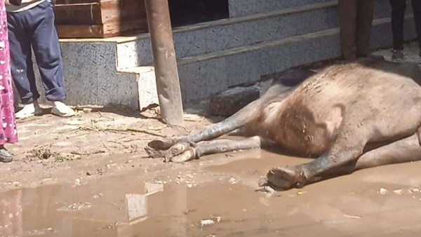 صوره من الواقعه 