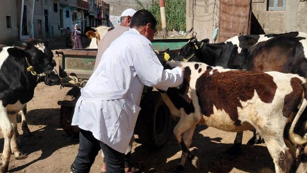 تحصين الابقار