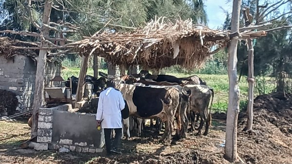 تحصين الماشية 