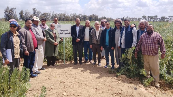 "البحوث الزراعية" يعزز إنتاج التقاوي المعتمدة بجولة ميدانية في النوبارية