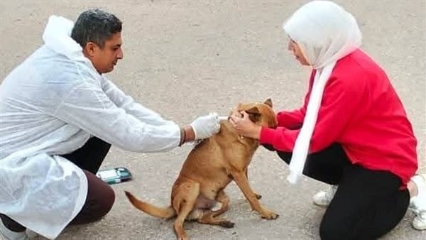  الحملة القومية لمكافحة السعار وتعقيم الكلاب الحرة
