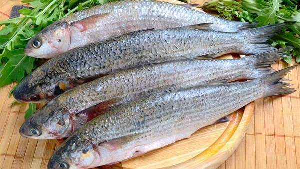 الفسيخ والرنجة 