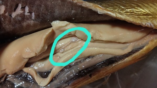 طفيليات الرنجة 