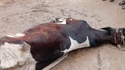 نفوق بقرة بصعق كهربائي في الفيوم ومطالب بتعويض المزارع