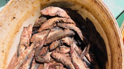 تموين الفيوم تضبط أسماك فاسدة خلال شم النسيم