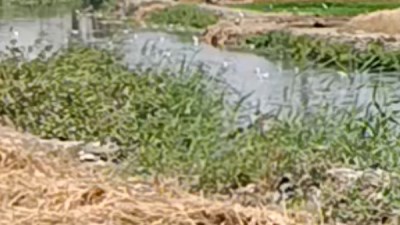 ظهور حمّام نادر يعيش في المياه بقرية نوارة يثير دهشة الأهالي