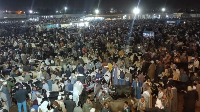 سوق المواشي بدمنهور 