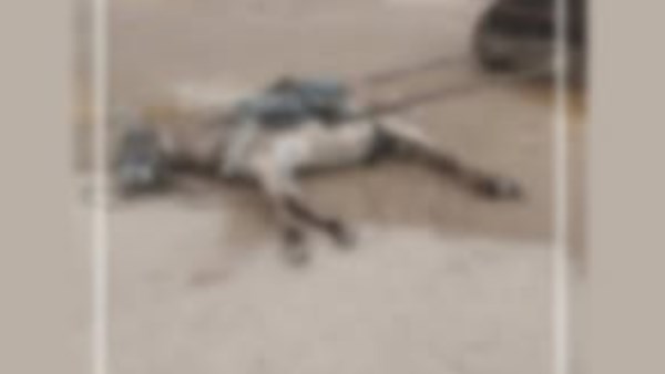 حقيقة نفوق دابة بصعق كهربائي في السويس