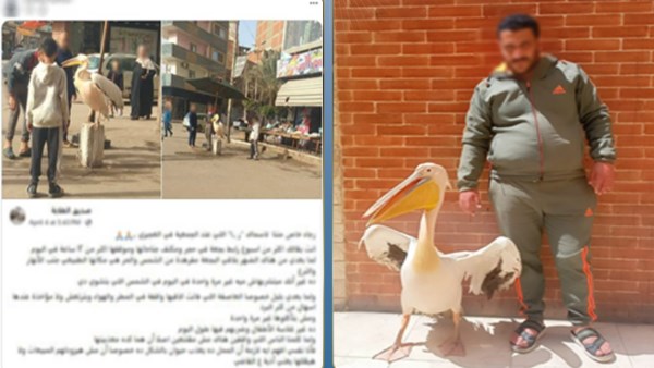 ضبط صاحب محل أسماك