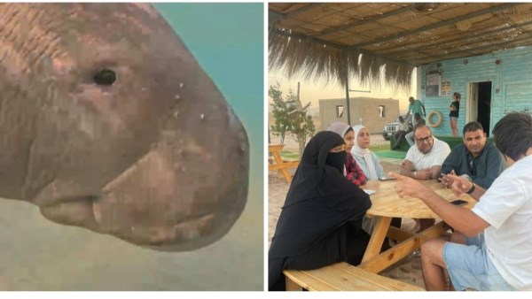 عروس البحر