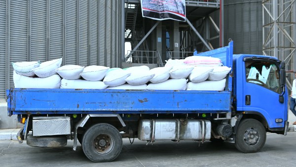 توريد القمح في البحيرة 