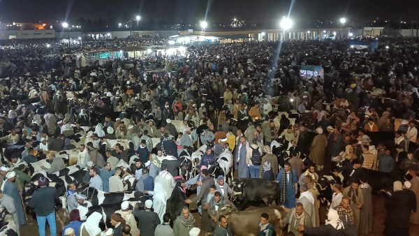 سوق المواشي بدمنهور 