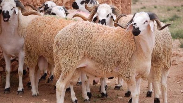 أسعار صكوك الأضاحي