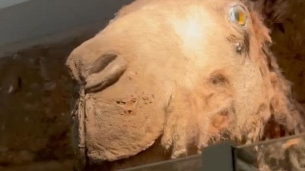 الجمل نبيل الذي كان يحمل كسوة الكعبة في متحف الصيد في قصر محمد علي 