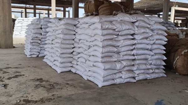 الزراعة: تجهيز 15 ألف شيكارة تقاوي قطن تمهيدًا لتوزيعها على المزارعين