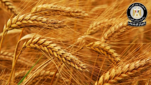 القمح