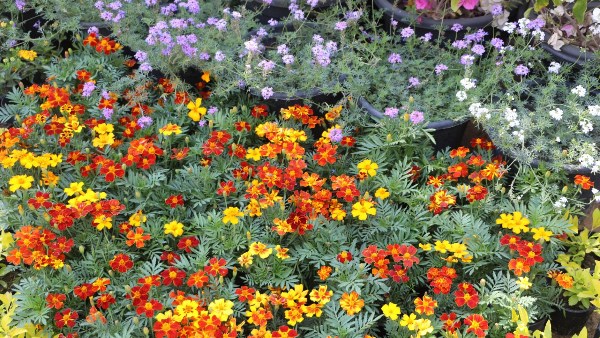  معرض "زهور الربيع"