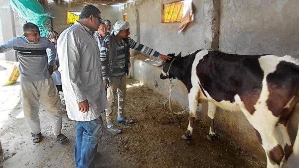  قافلة بيطرية مجانية من بحوث الصحراء لفحص 200 رأس ماشية بجنوب سيناء