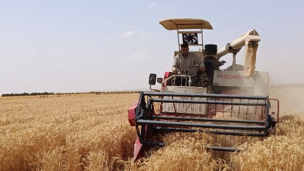 زراعة القمح متحمل الملوحة بمنطقة المغرة