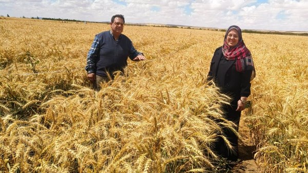 زراعة القمح