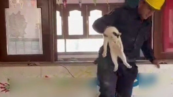 مأمورية أمنية لإنقاذ قطة محتجزة داخل معهد تعليمي بـ "سنهور القبلية" 