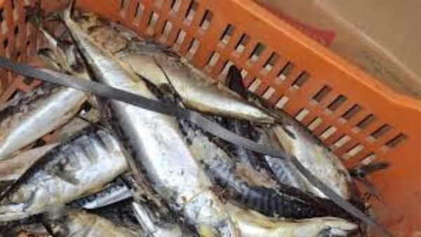 تزامناً مع احتفالات "شم النسيم"..ضبط  14 طن “فسيخ ورنجة”فاسدة بالقاهرة و الدقهلية و الغربية 