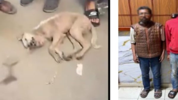 القبض على شقيقين لقيامها بإنهاء حياة كلب مريض بالشرقية