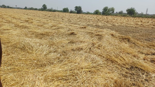 بدء التحقيق مع 6 متهمين في سرقة محصول القمح بالشرقية