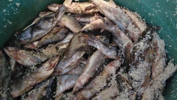 الفسيخ والرنجة