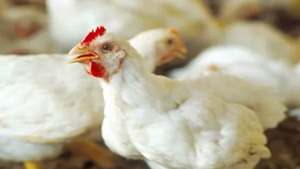 شعبة الدواجن 