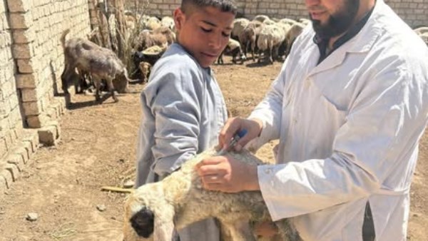 فعاليات الحملة القومية للتحصين ضد مرضي الجلد العقدي