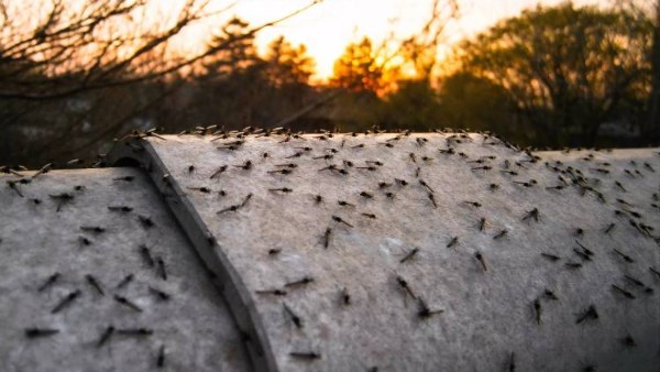  التقلبات الجوية