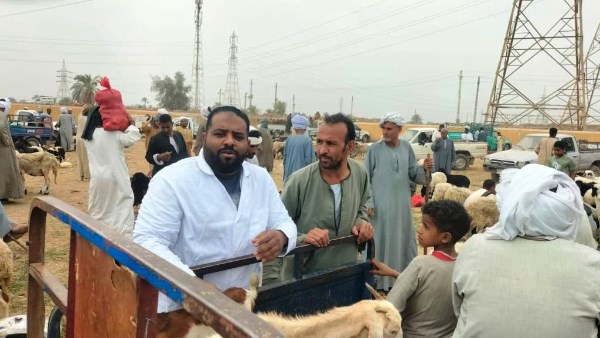تحصين 45 ألف رأس ماشية بأسوان ضد الجلد العقدى وجدرى الأغنام