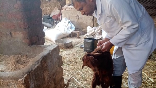 حملة تحصينات بقنا 