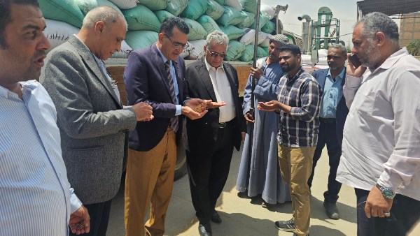 بدء موسم توريد القمح بالأقصر 