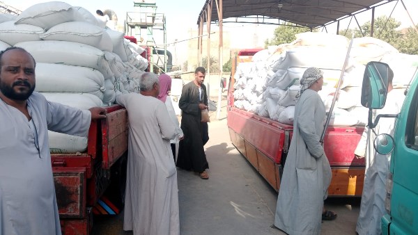بدء توريد القمح بالأقصر
