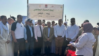 يوم حصاد البطاطس بالمنيا