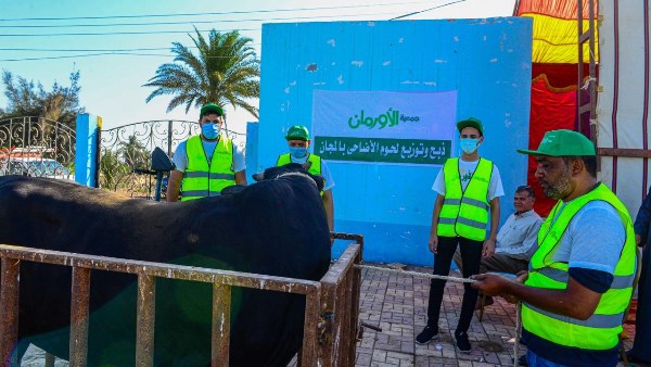 2000 عجل بلدى ومليون كيلو لحوم من الأورمان 