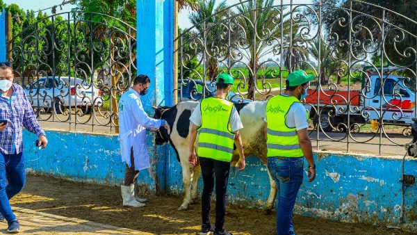 جمعية الأورمان تبدأ في نحر أضاحيها 