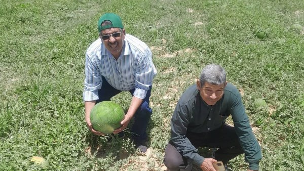 زراعة المنوفية تعاين محصول البطيخ