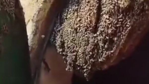 مقبرة النحل