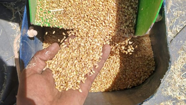 حصاد القمح