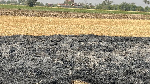 حريق في محصول قمح بقرية مجول في بنها الأجهزة الأمنية تكشف التفاصيل والتحقيقات مستمرة 