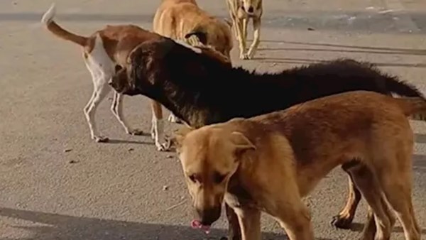إصابة 6 أشخاص بينهم 5 أطفال في سوهاج إثر عقر كلب ضال بقرية نجع الجبل 