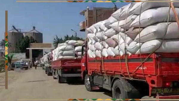 أثناء توريد القمح