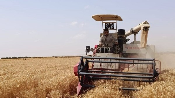 القمح