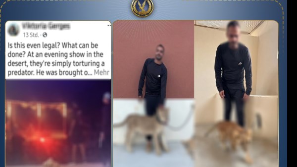 اسود بلا ترخيص تهدد أمن شرم الشيخ