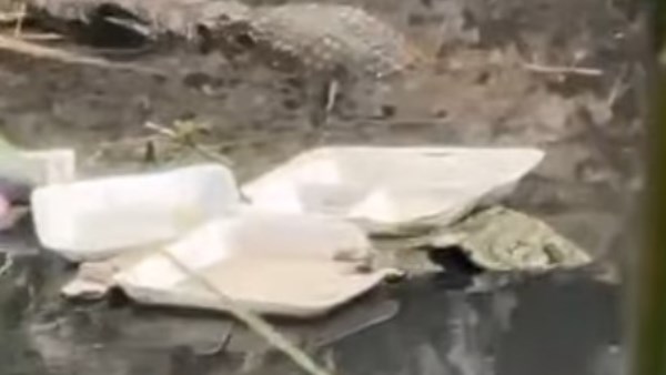 تداول صور لظهور تمساح في مصرف بقرية الحصافة بالقليوبية يثير حالة من الجدل والقلق بين الأهالي